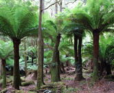 Stunning Mt Field National Park