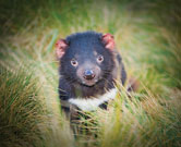 Tasmanian Devil