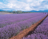 Tasmania, Lavender Farm