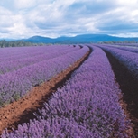 Lavender Farm Tasmania